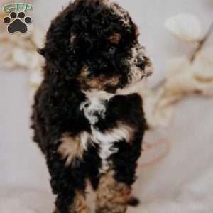 Becky, Mini Bernedoodle Puppy