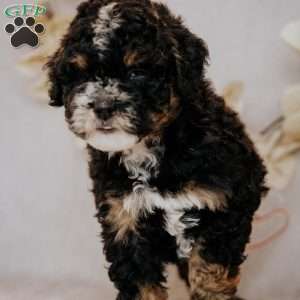 Becky, Mini Bernedoodle Puppy