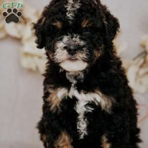 Becky, Mini Bernedoodle Puppy