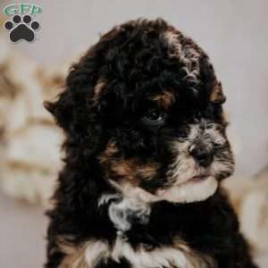 Becky, Mini Bernedoodle Puppy