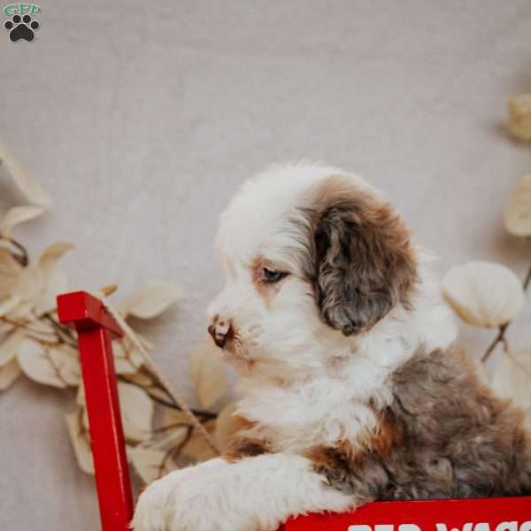 Brooka, Mini Bernedoodle Puppy