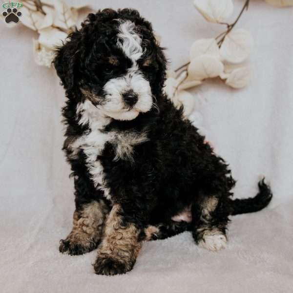 Buttercup, Mini Bernedoodle Puppy