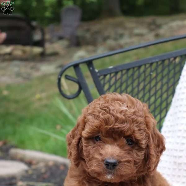 Callie, Mini Goldendoodle Puppy