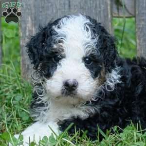 Candy, Mini Bernedoodle Puppy