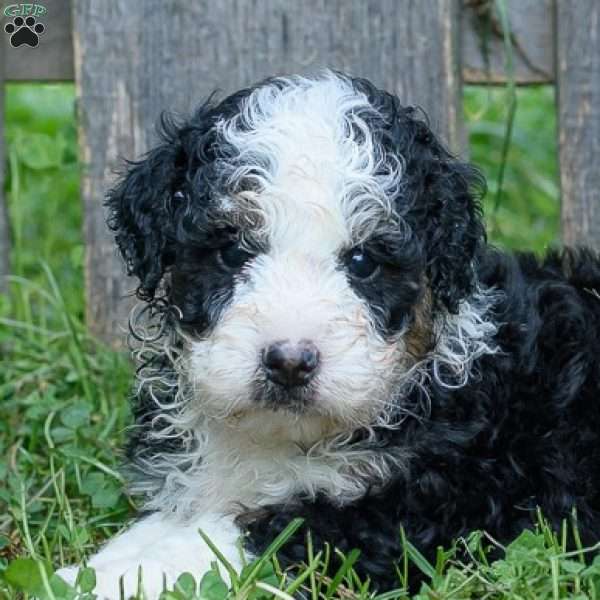 Candy, Mini Bernedoodle Puppy