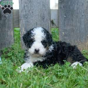 Candy, Mini Bernedoodle Puppy