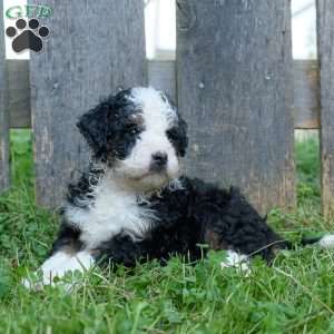 Candy, Mini Bernedoodle Puppy