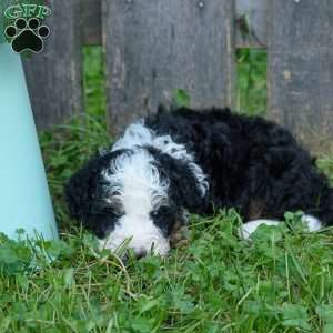 Candy, Mini Bernedoodle Puppy