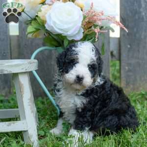 Candy, Mini Bernedoodle Puppy