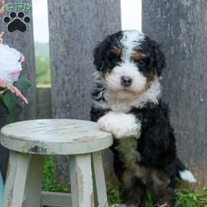 Clyde, Mini Bernedoodle Puppy