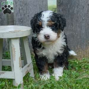 Clyde, Mini Bernedoodle Puppy