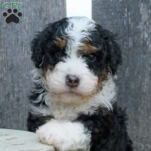 Clyde, Mini Bernedoodle Puppy