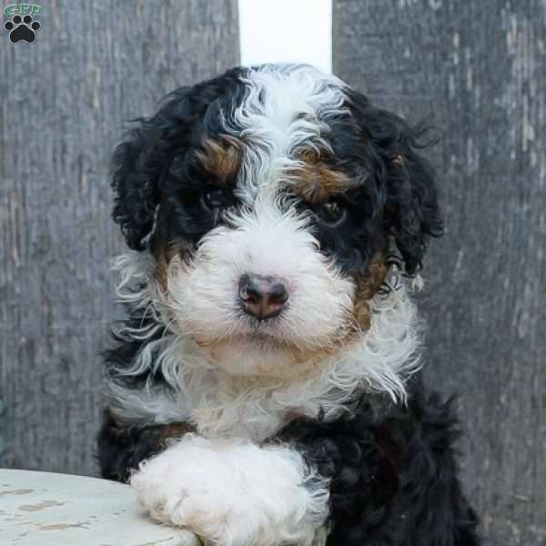 Clyde, Mini Bernedoodle Puppy