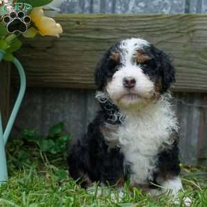 Clyde, Mini Bernedoodle Puppy