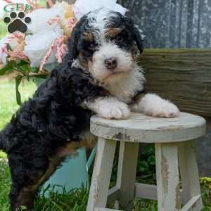 Clyde, Mini Bernedoodle Puppy