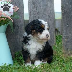 Clyde, Mini Bernedoodle Puppy