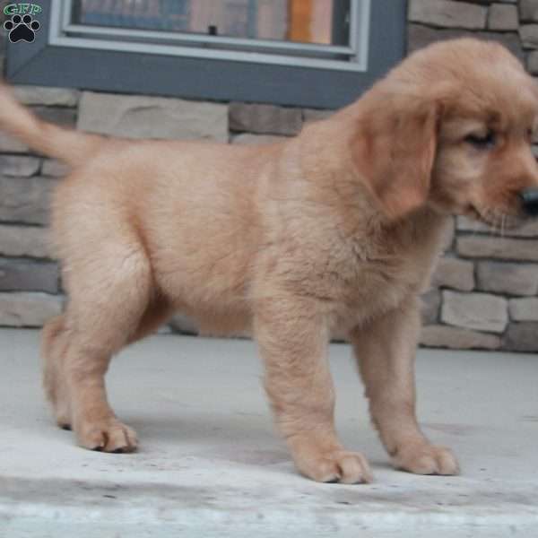 Kinzee, Golden Retriever Puppy