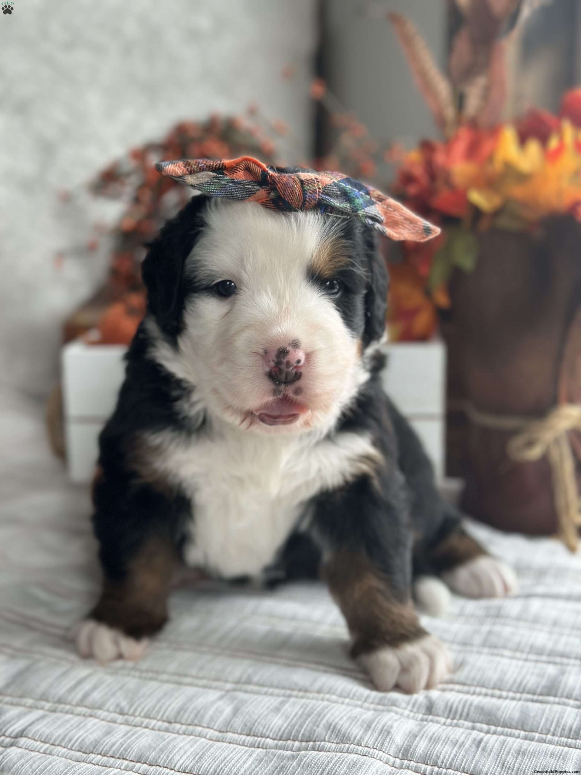 Delilah Bernese Mountain Dog Puppy For Sale in Ohio