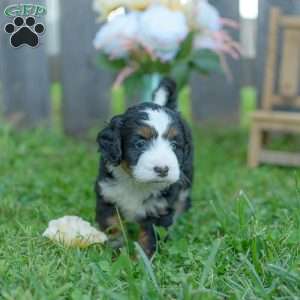 Ellie, Mini Bernedoodle Puppy