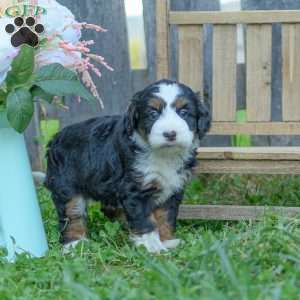 Ellie, Mini Bernedoodle Puppy