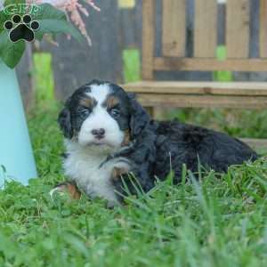 Ellie, Mini Bernedoodle Puppy