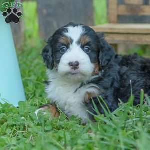 Ellie, Mini Bernedoodle Puppy