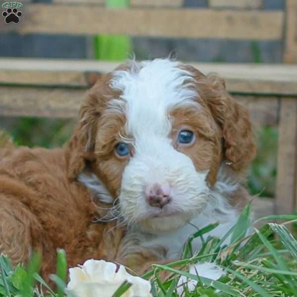 Elsa, Mini Bernedoodle Puppy