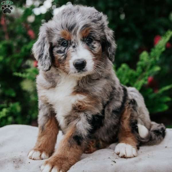 Riley, Bernedoodle Puppy