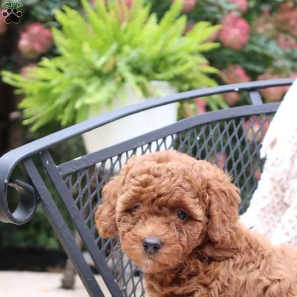 Ginger, Mini Goldendoodle Puppy