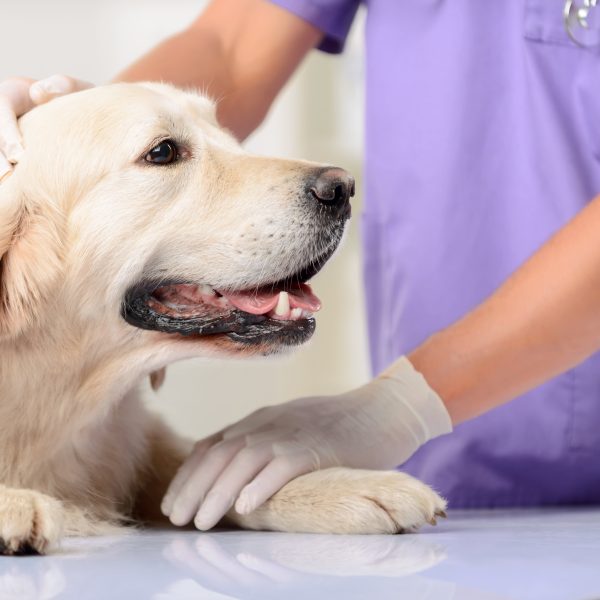 golden retriever at the vet