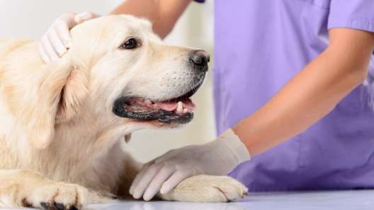 What to Know About Heat Rash in Dogs