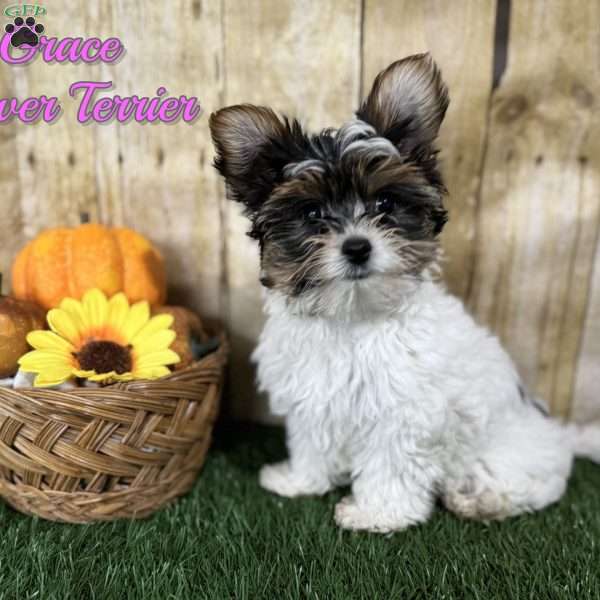 Grace, Yorkie Puppy