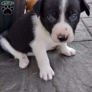 Green, Border Collie Puppy