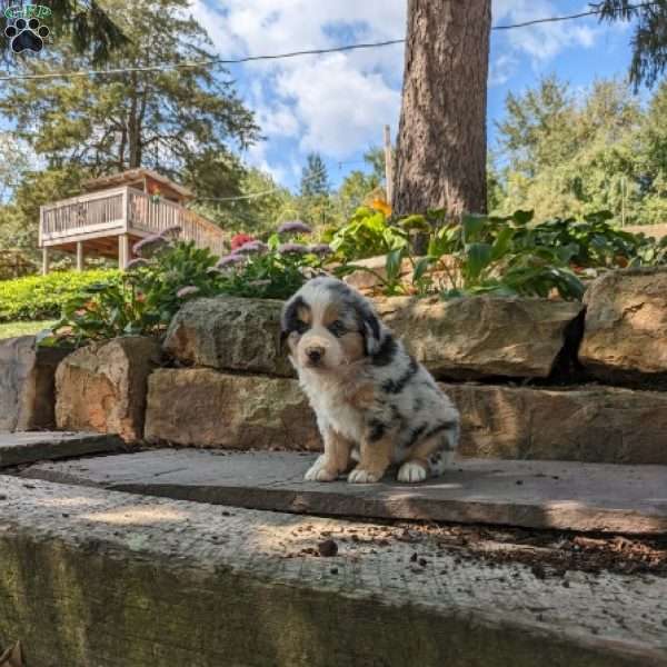 Theo, Miniature Australian Shepherd Puppy