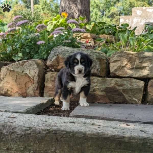 Carter, Miniature Australian Shepherd Puppy