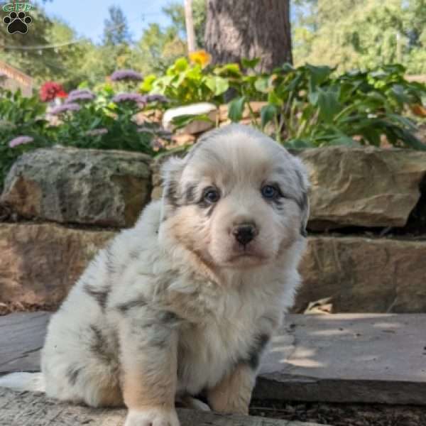 Jackson, Miniature Australian Shepherd Puppy