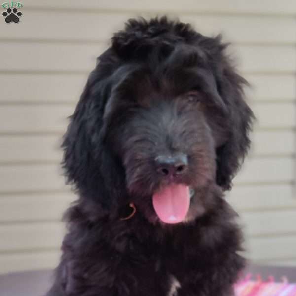 Nisha, Goldendoodle Puppy