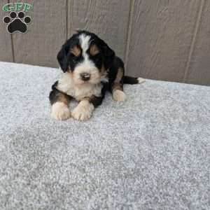 Rocky, Bernedoodle Puppy