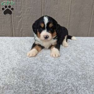 Chase, Bernedoodle Puppy