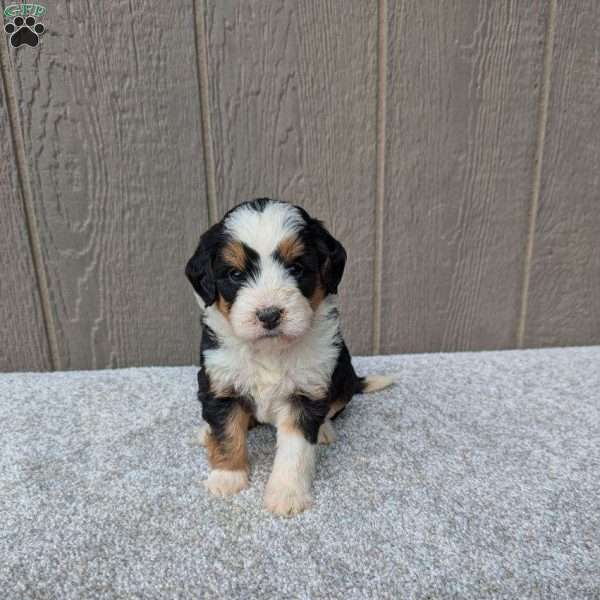 Roxie, Bernedoodle Puppy