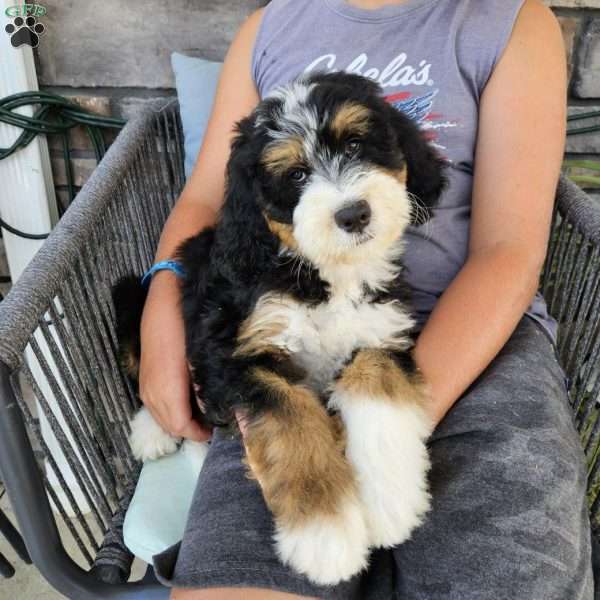 June, Bernedoodle Puppy