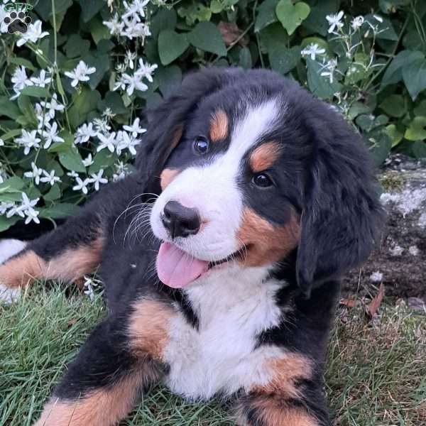 Sage, Bernese Mountain Dog Puppy