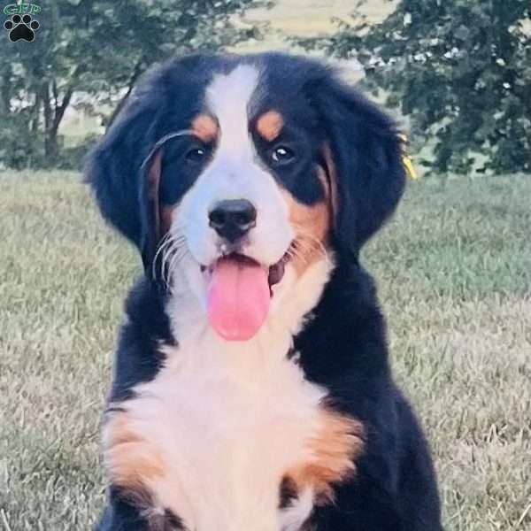 Meadow, Bernese Mountain Dog Puppy