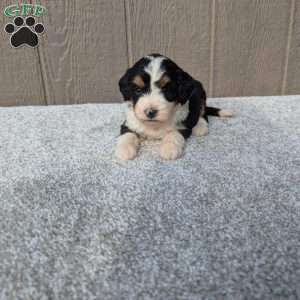 Ginger, Bernedoodle Puppy