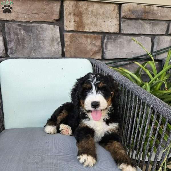 Abby, Bernedoodle Puppy