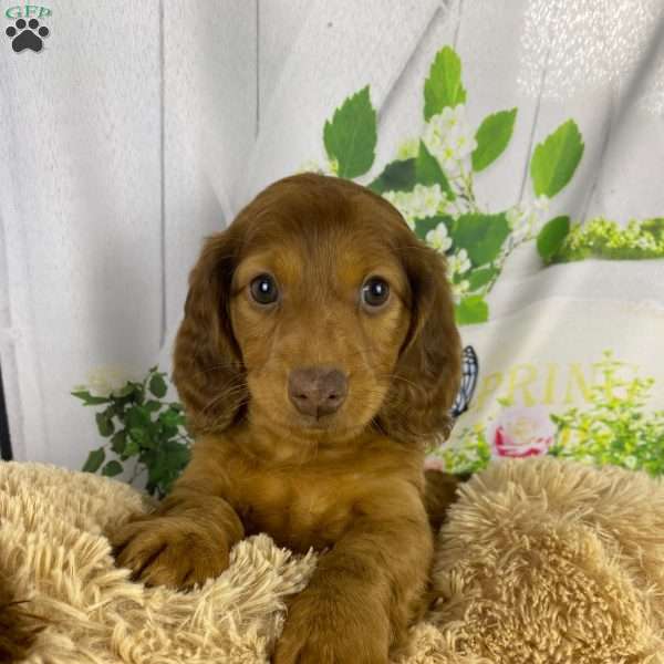 Jenny, Dachshund Puppy