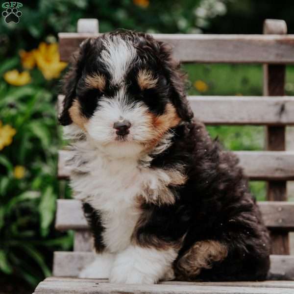 Kate, Mini Bernedoodle Puppy