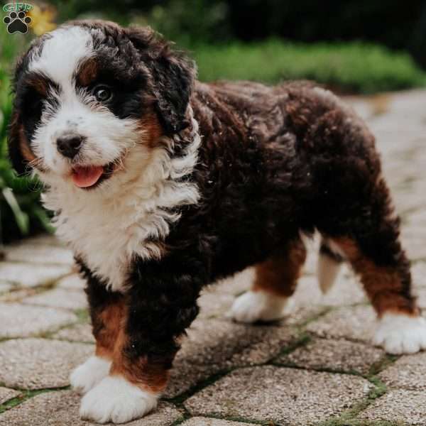 Katrina, Mini Bernedoodle Puppy