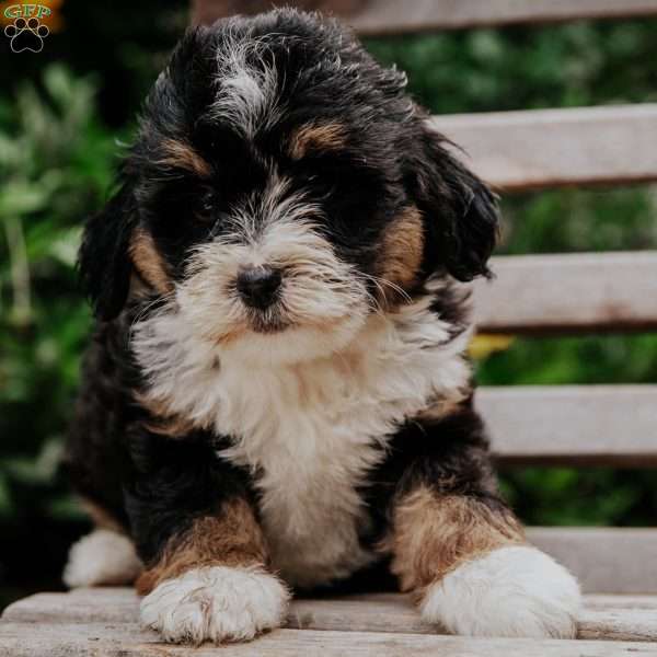 Kora, Mini Bernedoodle Puppy