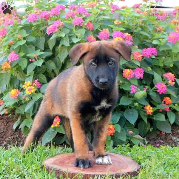 Latasha, Belgian Malinois Puppy